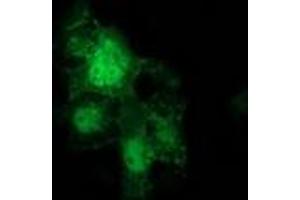 Anti-CTNNB1 mouse monoclonal antibody (ABIN2454135) immunofluorescent staining of COS7 cells transiently transfected by pCMV6-ENTRY CTNNB1 (RC208947). (CTNNB1 anticorps)