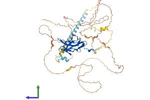 AlphaFold protein structure predicition of Human Recombinant RUNX2 Protein, UniprotID Q13950