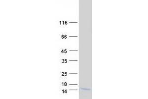 Validation with Western Blot