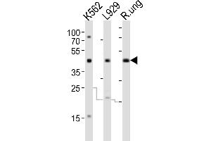 Western blot analysis of lysates from K562,  cell line and rat lung tissue(from left to right), using TGFB1 Antibody (ABIN6242662 and ABIN6577820).