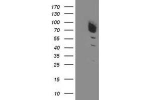 Western Blotting (WB) image for anti-Dipeptidyl-Peptidase 3 (DPP3) antibody (ABIN1497830) (DPP3 anticorps)
