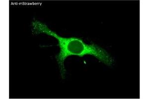 Immunofluorescence (IF) image for anti-mStrawberry Fluorescent Protein antibody (ABIN7273082) (mStrawberry Fluorescent Protein anticorps)