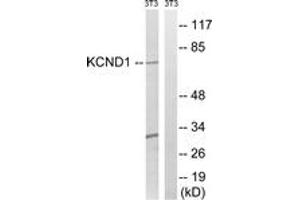 Western blot analysis of extracts from NIH-3T3 cells, using KCND1 Antibody. (KCND1 anticorps  (AA 558-607))