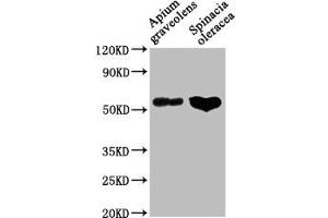 Western Blot Positive WB detected in: Apium graveolens leaf tissue, Spinacia oleracea leaf tissue All lanes: CAT1 antibody at 1:1000 Secondary Goat polyclonal to rabbit IgG at 1/50000 dilution Predicted band size: 57 kDa Observed band size: 57 kDa (SLC7A1 anticorps  (AA 1-492))