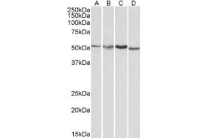 ABIN185314 (1µg/ml) staining of HepG2 (A), Jurkat (B), Mouse Brain (C) and Rat Brain (D) lysates (35µg protein in RIPA buffer).