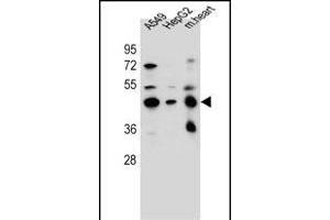 LRRC28 Antibody (C-term) (ABIN656459 and ABIN2845743) western blot analysis in A549,HepG2 cell line and mouse heart tissue lysates (35 μg/lane). (LRRC28 anticorps  (C-Term))