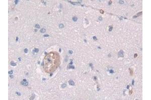 Detection of SPON2 in Human Cerebrum Tissue using Polyclonal Antibody to Spondin 2 (SPON2)