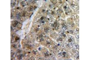 IHC-P analysis of Liver tissue, with DAB staining. (TCF20 anticorps  (AA 392-524))