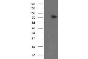 Image no. 1 for anti-Zinc Finger, BED-Type Containing 1 (ZBED1) antibody (ABIN1501795) (ZBED1 anticorps)