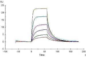 Human IL-7R alpha, His Tag captured on CM5 Chip via anti-his antibody can bind Human IL-7, No Tag with an affinity constant of 22.