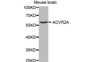 Western Blotting (WB) image for anti-Activin A Receptor, Type IIA (ACVR2A) antibody (ABIN1870799) (ACVR2A anticorps)