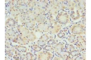 Immunohistochemistry of paraffin-embedded human pancreatic tissue using ABIN7171221 at dilution of 1:100 (STX1A anticorps  (AA 2-228))