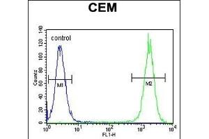 DUOX2 Antibody (Center) (ABIN655174 and ABIN2844792) flow cytometric analysis of CEM cells (right histogram) compared to a negative control cell (left histogram). (DUOX2 anticorps  (AA 513-542))