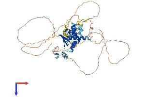 AlphaFold protein structure predicition of Human Recombinant ZBTB25 Protein, UniprotID P24278