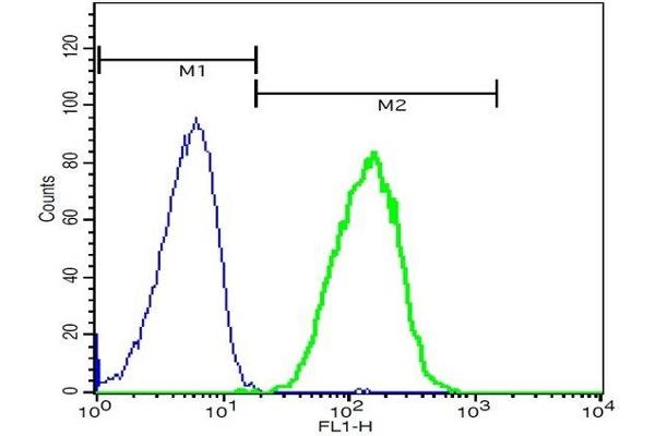 DYNC1I1 anticorps  (AA 1-100)