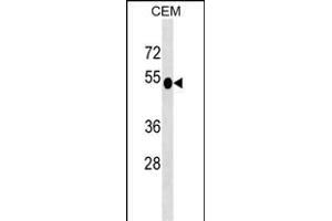 DUSP6 Antibody (N-term) (ABIN1539487 and ABIN2849153) western blot analysis in CEM cell line lysates (35 μg/lane).