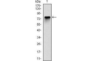 Western blot analysis using MCM2 mAb against human MCM2 (AA: 16-232) recombinant protein. (MCM2 anticorps)