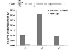 Chromatin Immunoprecipitation (ChIP) image for anti-Histone H3 (H3) (H3K36me3) antibody (ABIN3016039)