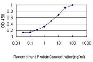 anti-A Kinase (PRKA) Anchor Protein 12 (AKAP12) (AA 1675-1782) antibody