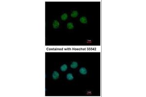 ICC/IF Image Immunofluorescence analysis of methanol-fixed H1299, using COBRA1, antibody at 1:500 dilution. (COBRA1 anticorps  (Center))