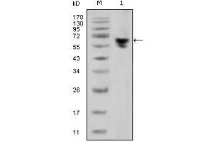 Western Blotting (WB) image for Mouse anti-Human IgG (Fc Region) antibody (ABIN467102) (Souris anti-Humain IgG (Fc Region) Anticorps)