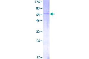 SDS-PAGE (SDS) image for Transforming Growth Factor, beta 1 (TGFB1) (AA 1-390) protein (GST tag) (ABIN1785594)
