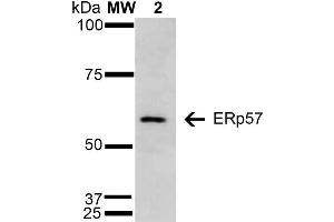 Western Blot analysis of Human Cervical Cancer cell line (HeLa) showing detection of 57 kDa Erp57 protein using Mouse Anti-Erp57 Monoclonal Antibody, Clone 4F9 . (PDIA3 anticorps  (AA 25-505) (HRP))