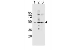SLC36A1 Antibody (N-term) (ABIN656104 and ABIN2845446) western blot analysis in NCI-(lane 1),K562(lane 2),A549(lane 3) cell line lysates (35 μg/lane). (SLC36A1 anticorps  (N-Term))