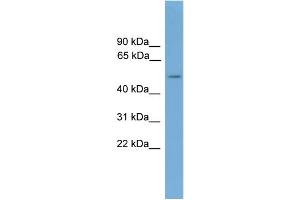 WB Suggested Anti-CADM3 Antibody Titration:  0. (CADM3 anticorps  (Middle Region))