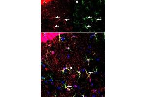 Expression of monocarboxylate transporter 1 in mouse hippocampus - Immunohistochemical staining of immersion-fixed, free floating mouse brain frozen sections using Anti-MCT1 (SLC16A1) (extracellular) Antibody (ABIN7043676, ABIN7044614 and ABIN7044615), (1:200), followed by goat-anti-rabbit-Cy3.