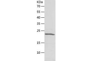 Western Blotting (WB) image for Chromobox Homolog 5 (CBX5) (AA 1-191) protein (His tag) (ABIN7122366)