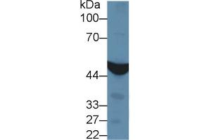 Detection of IDH1 in Porcine Liver lysate using Polyclonal Antibody to Isocitrate Dehydrogenase 1, Soluble (IDH1) (IDH1 anticorps  (AA 74-333))