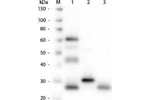 Western Blot of Anti-Chicken IgG (H&L) (GOAT) Antibody. (Chèvre anti-Poulet IgG Anticorps (DyLight 549) - Preadsorbed)