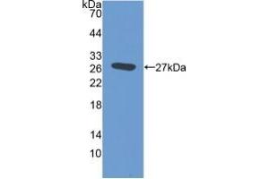Western blot analysis of the recombinant protein. (EMILIN2 anticorps  (AA 853-1074))
