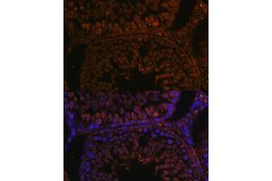 Immunofluorescence analysis of rat testis using TPD52L3 antibody (ABIN7271078) at dilution of 1:100. (TPD52L3 anticorps  (AA 1-132))
