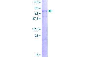 Image no. 1 for Phospholipase A1 Member A (PLA1A) (AA 1-456) protein (GST tag) (ABIN1315259)