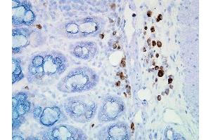 Immunohistochemistry analysis using Mouse Anti-Hsp90 Monoclonal Antibody, Clone D7alpha (ABIN361792 and ABIN361793). (HSP90 anticorps)