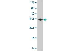 Western Blot detection against Immunogen (37.