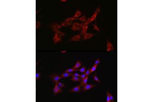 Immunofluorescence analysis of NIH/3T3 cells using Inhibin beta A (INHBA) Rabbit pAb (ABIN6129032, ABIN6142459, ABIN6142460 and ABIN6221533) at dilution of 1:50 (40x lens).