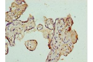 anti-Antizyme Inhibitor 1 (AZIN1) (AA 101-400) antibody