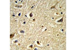 IHC analysis of FFPE human brain tissue stained with CYP2E1 antibody