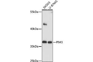 Western blot analysis of extracts of various cells, using PIM3 antibody (ABIN7269376) at 1:1000 dilution. (PIM3 anticorps  (AA 247-326))