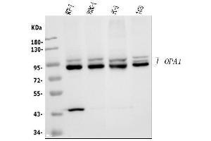 Western blot analysis of OPA1 using anti-OPA1 antibody (ABIN3043457). (OPA1 anticorps  (C-Term))