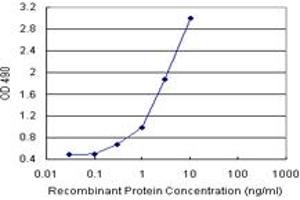 IGKC (Human) Matched Antibody Pair