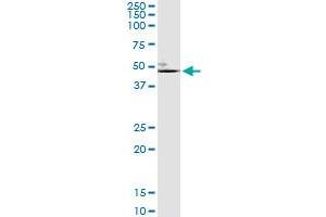 ELN (Human) IP-WB Antibody Pair