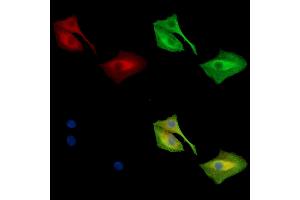 SH3PXD2B Antibody staining A549 cells by IF/ICC. (SH3PXD2B anticorps)