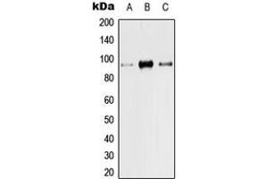 Western blot analysis of TRPV1 expression in Hela (A), Raw264. (TRPV1 anticorps  (N-Term))
