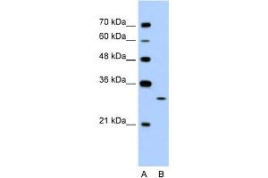 WB Suggested Anti-EGFL8 Antibody Titration:  1. (EGFL8 anticorps  (C-Term))