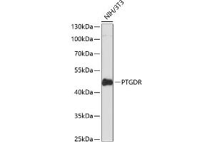 Western blot analysis of extracts of NIH/3T3 cells, using PTGDR antibody (ABIN6132565, ABIN6146395, ABIN6146396 and ABIN6216668) at 1:3000 dilution. (PTGDR anticorps  (AA 220-359))