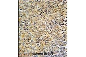 HCK Antibody (N-term) (ABIN652384 and ABIN2841853) immunohistochemistry analysis in formalin fixed and paraffin embedded human spleen tissue followed by peroxidase conjugation of the secondary antibody and DAB staining. (HCK anticorps  (N-Term))